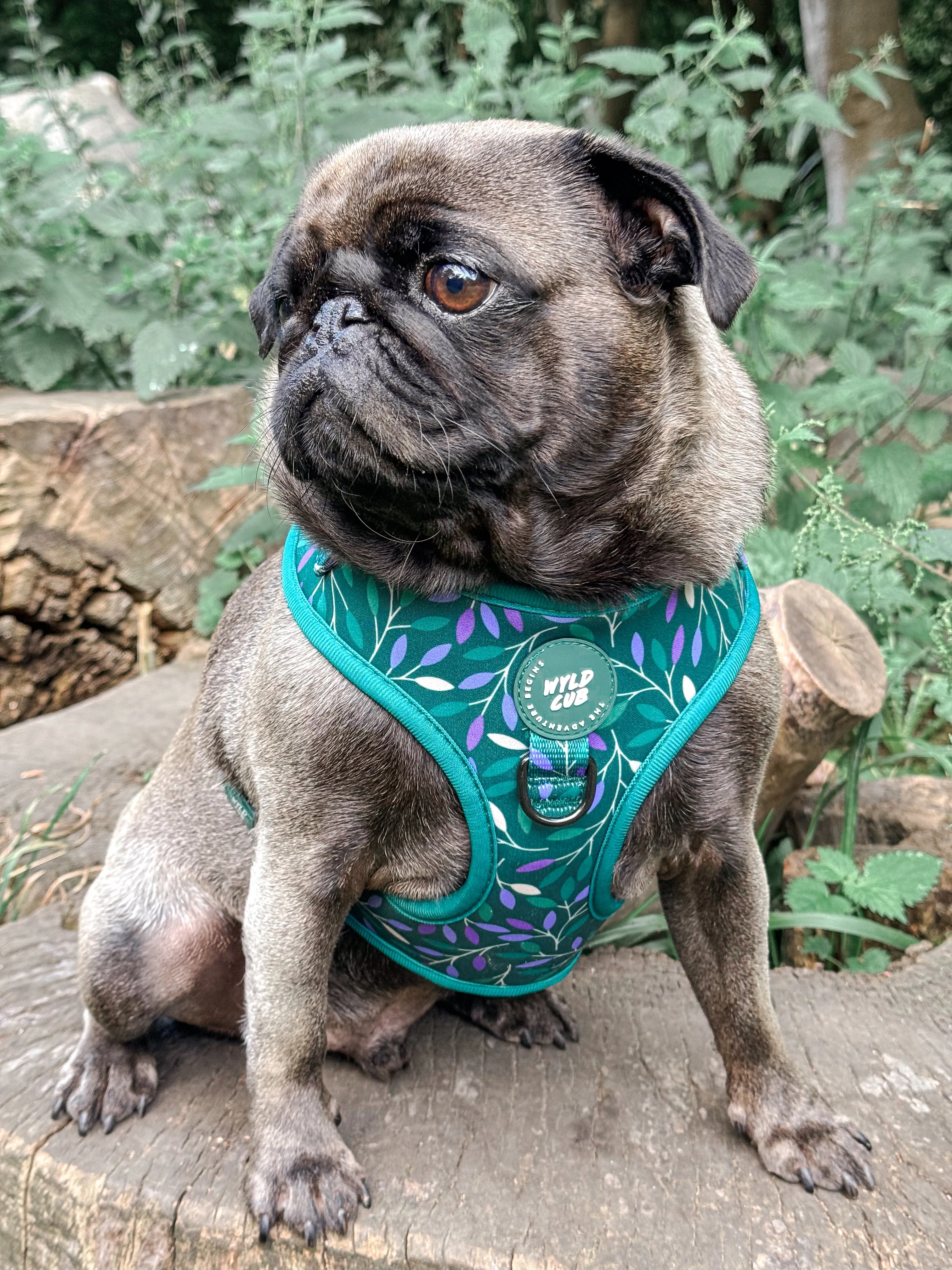Adjustable Dog Harness: Hampstead Evergreen